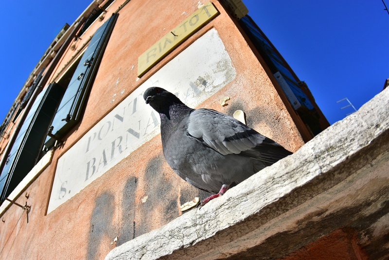 hato