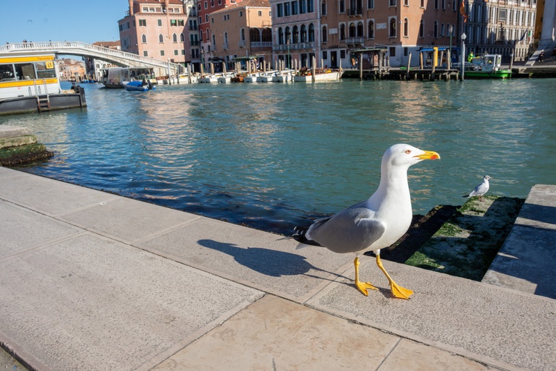 canal grando2