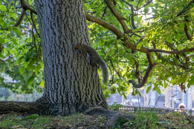hydepark4